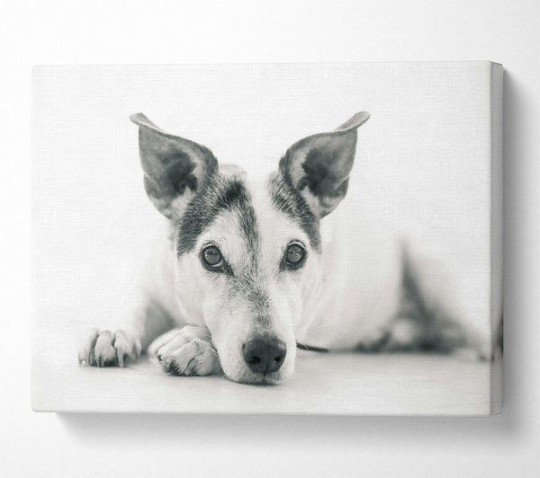  A Canvas Print of The Dog'S Grey Gaze Canvas Wall Art