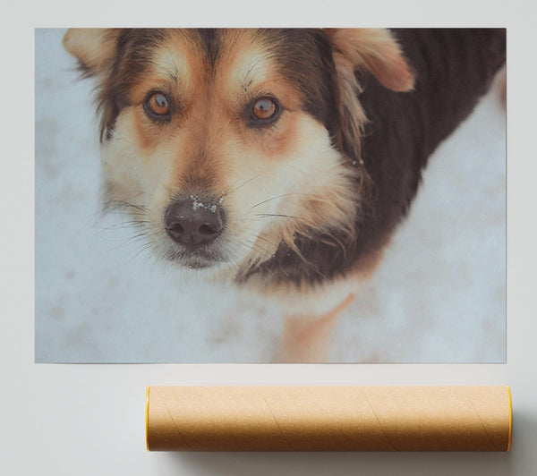 Brown Furred Gaze Giclee Print