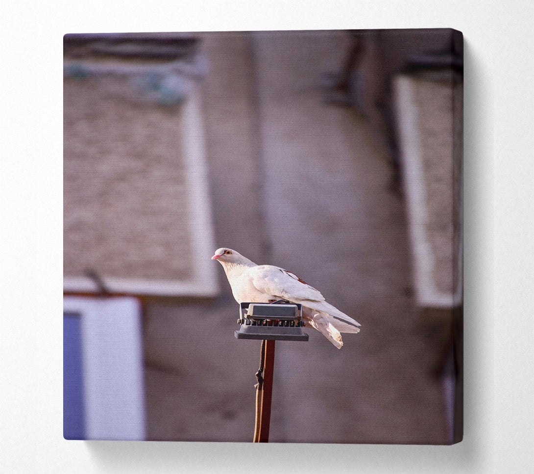  A Canvas Print of White Dove On A Pole Canvas Print