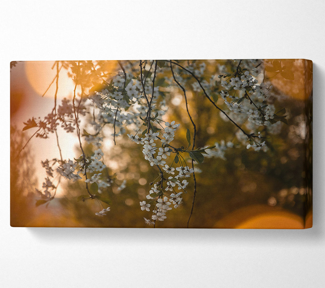  A Canvas Print of Golden Bloom Sunset Canvas Print