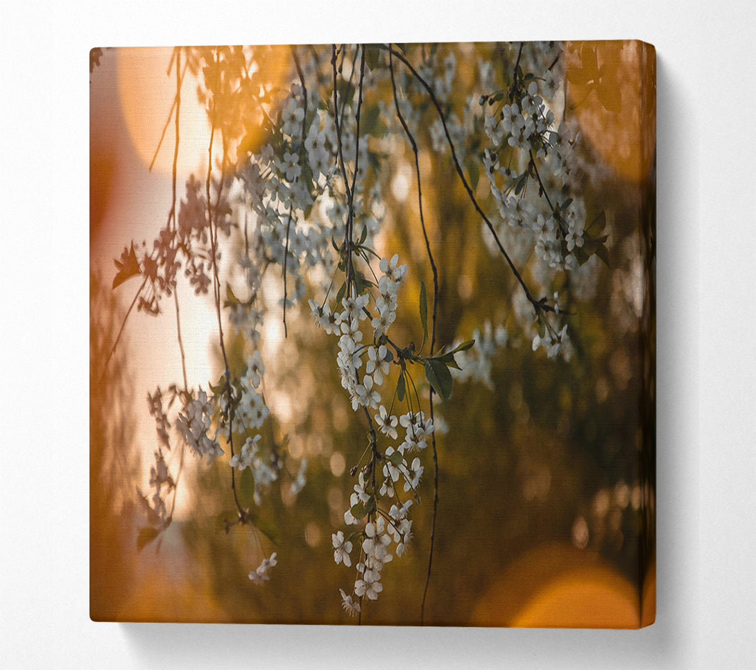  A Canvas Print of Golden Bloom Sunset Canvas Print