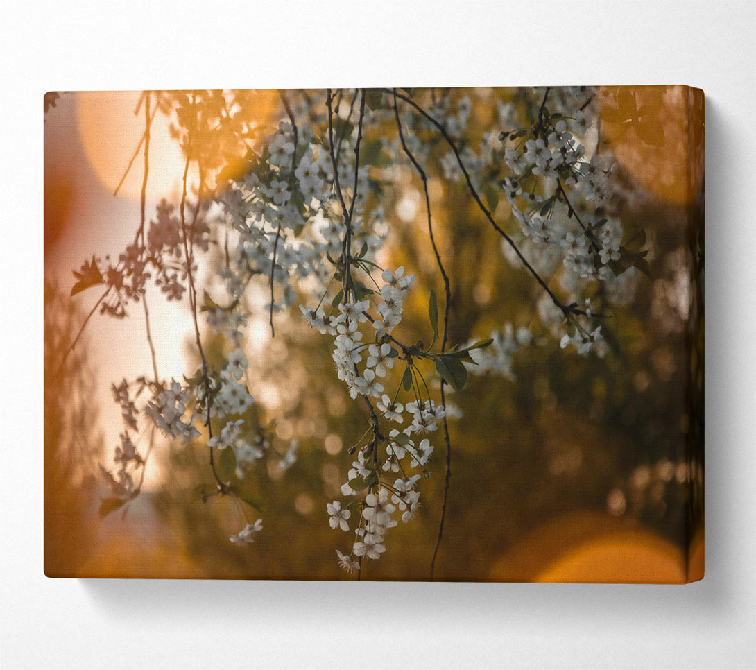  A Canvas Print of Golden Bloom Sunset Canvas Print