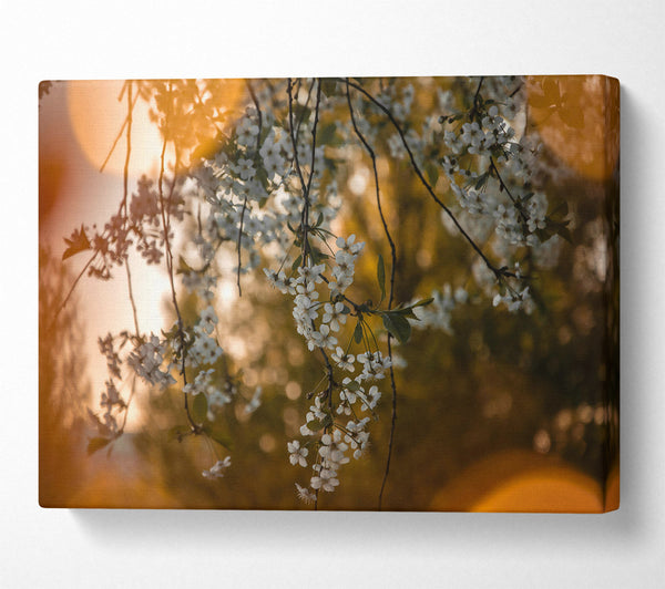  A Canvas Print of Golden Bloom Sunset Canvas Print