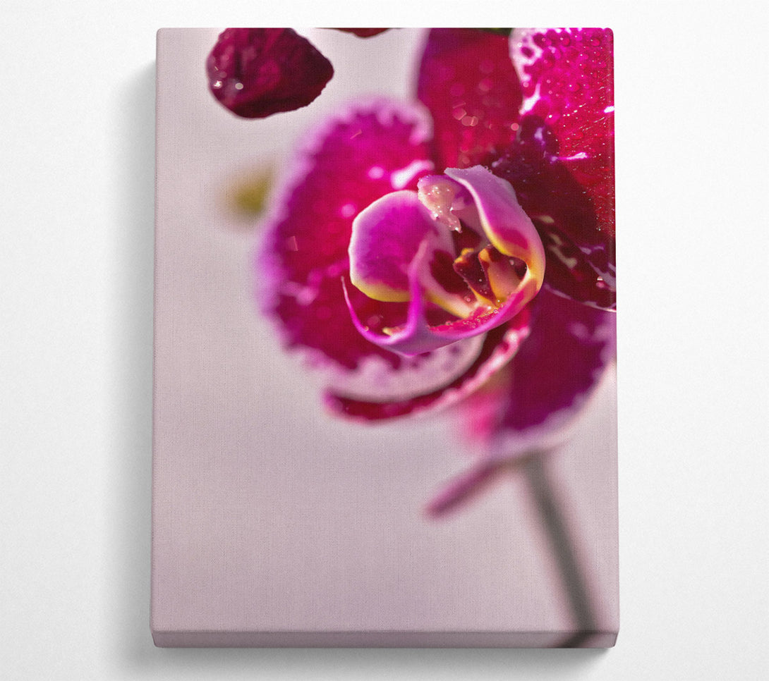  A Canvas Print of Fuchsia Orchid Bloom Canvas Print