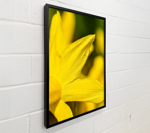Golden Dewdrop Bloom