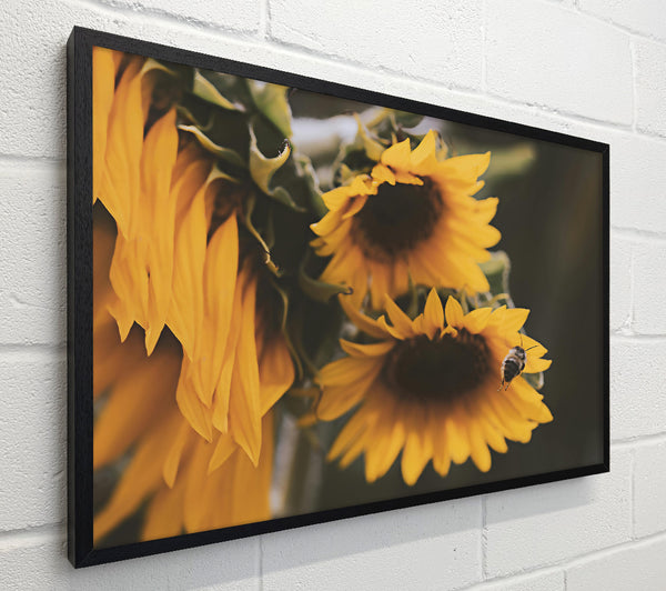 Golden Sunflower Buzz