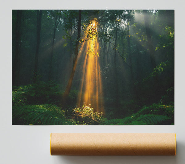 Golden Light Through Trees Poster