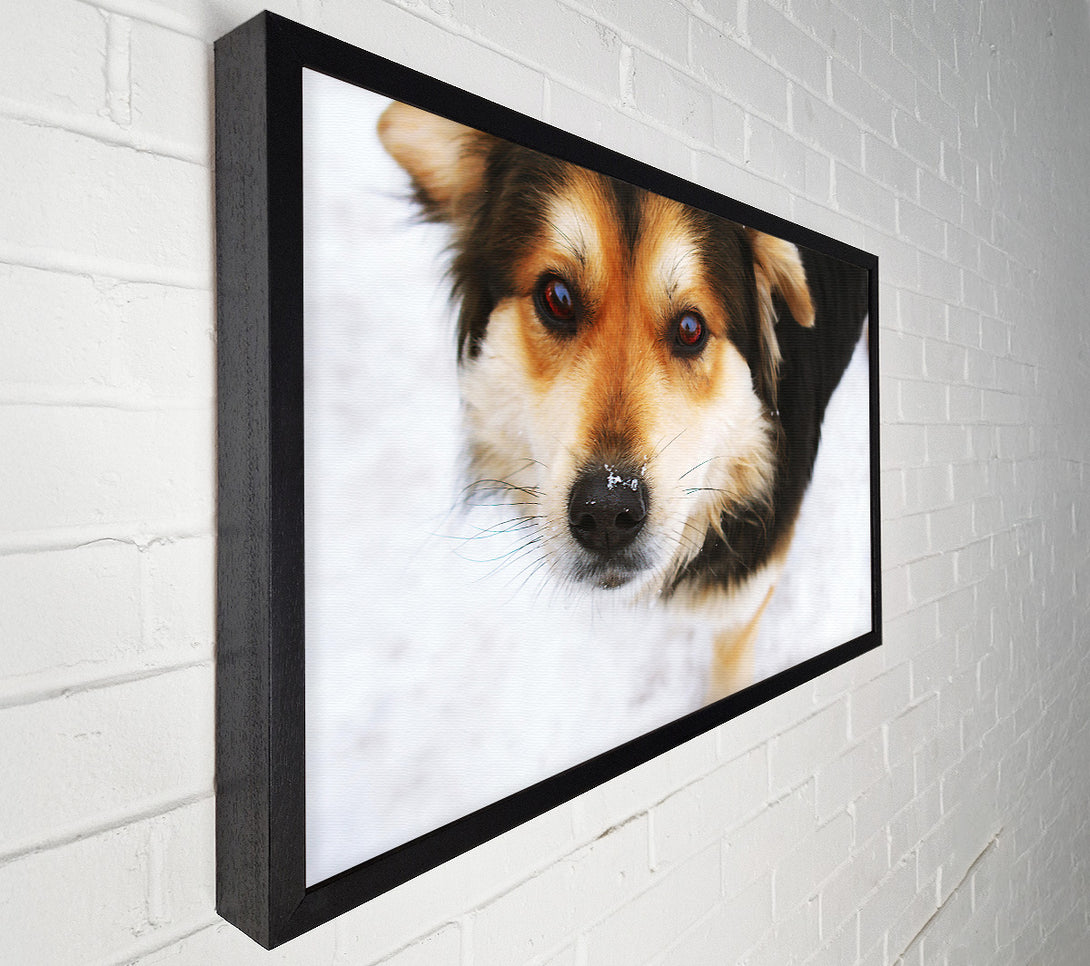  A Canvas Print of Golden Snow Nose Canvas Print