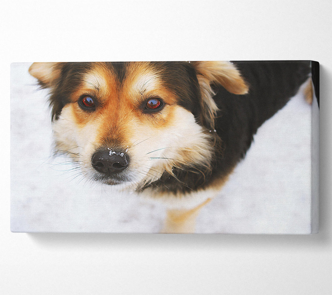 A Canvas Print of Golden Snow Nose Canvas Print