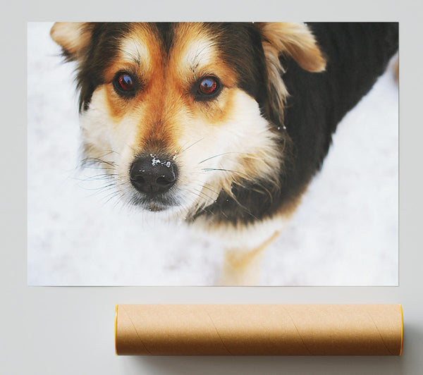 Golden Snow Nose Print