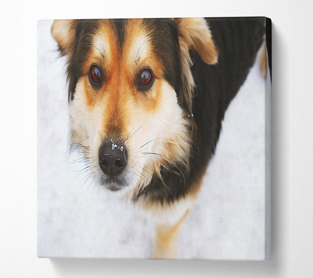  A Canvas Print of Golden Snow Nose Canvas Print