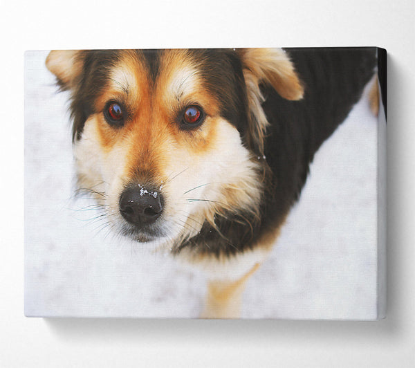  A Canvas Print of Golden Snow Nose Canvas Print