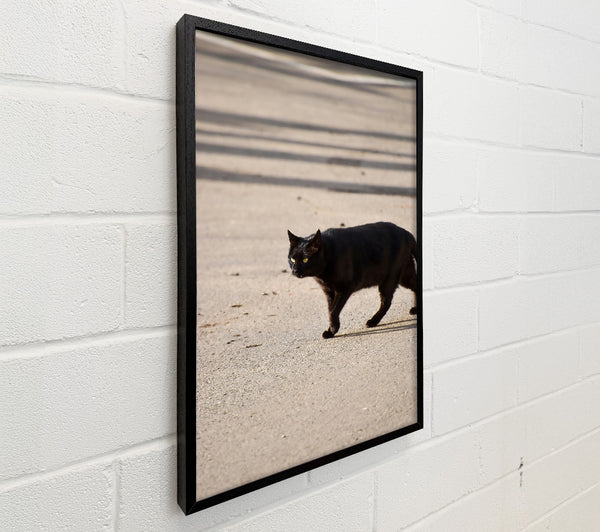 Black Cat Crossing