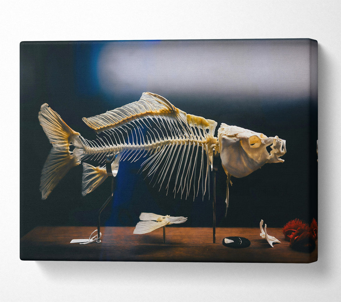  A Canvas Print of Ivory Fish Skeleton Canvas Print