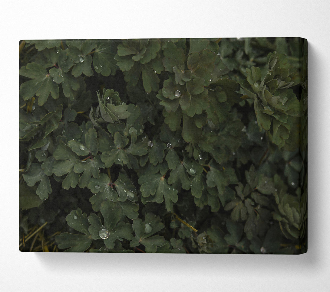  A Canvas Print of Emerald Dew Drops Canvas Wall Art