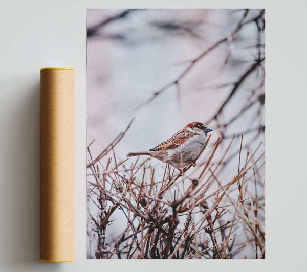 Brown Sparrow Branching Out Print