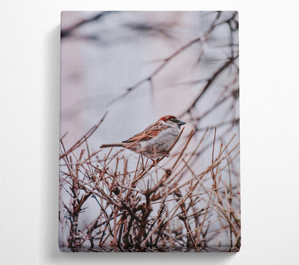  A Canvas Print of Brown Sparrow Branching Out Canvas Print