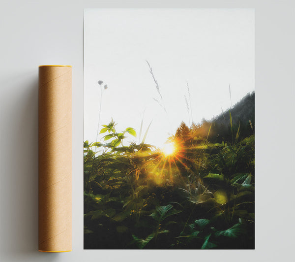 Golden Sunrise Through Foliage Poster