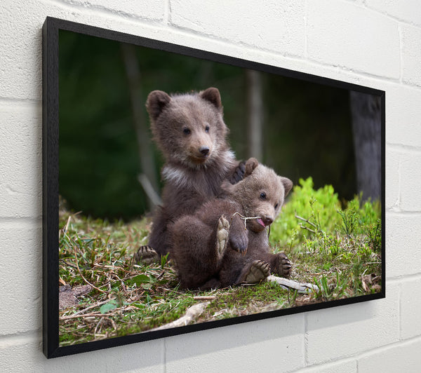 Bear Cubs Playing