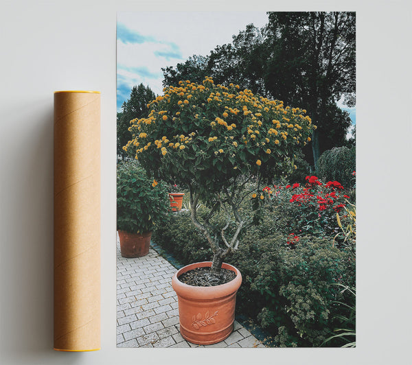 Sunlit Yellow Blooms Print