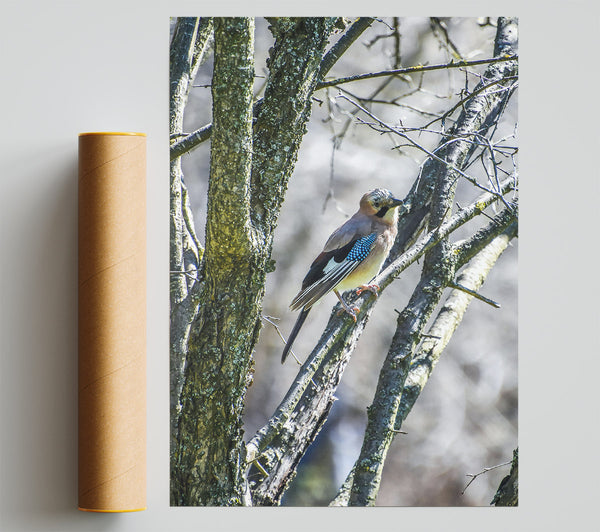 Blue Jay On Branch Poster