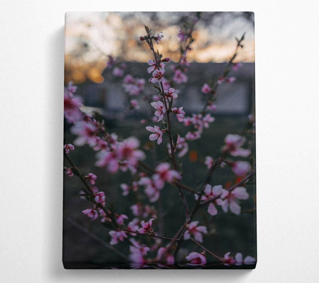  A Canvas Print of Pink Spring Blossoms Canvas Art