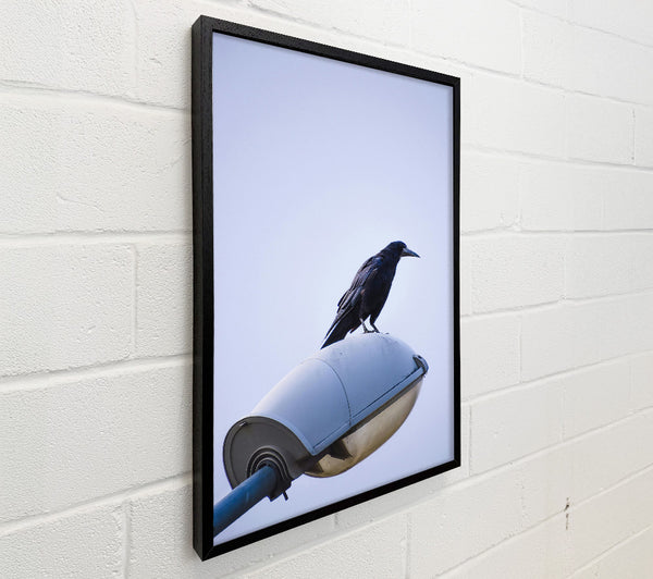 Black Crow On White Light