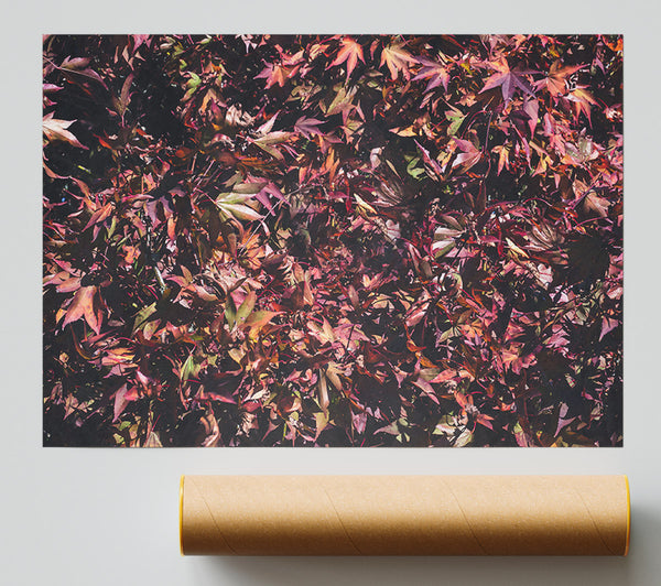 Crimson Leaf Cluster Giclee Print