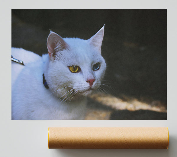 White Cat With Two Eyes Poster
