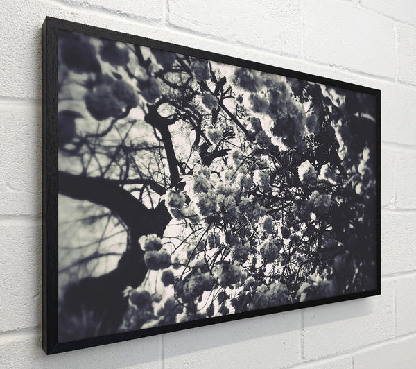 White Blossoms In Shadow