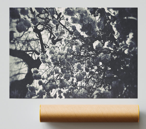 White Blossoms In Shadow Giclee Print