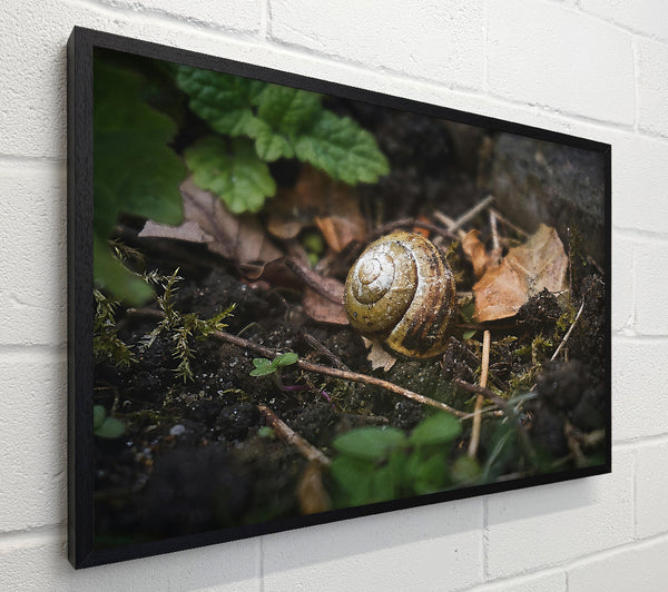 Brown Shell Retreat