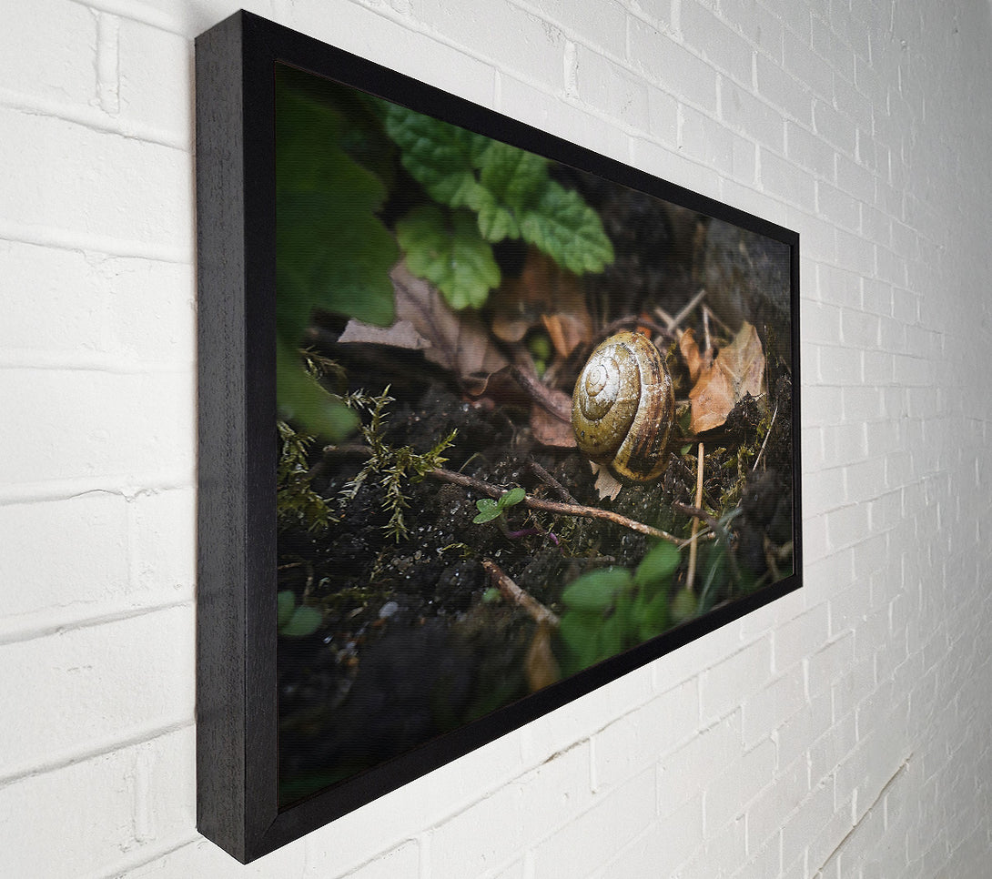  A Canvas Print of Brown Shell Retreat Canvas Art