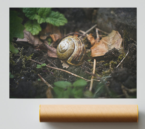 Brown Shell Retreat Print