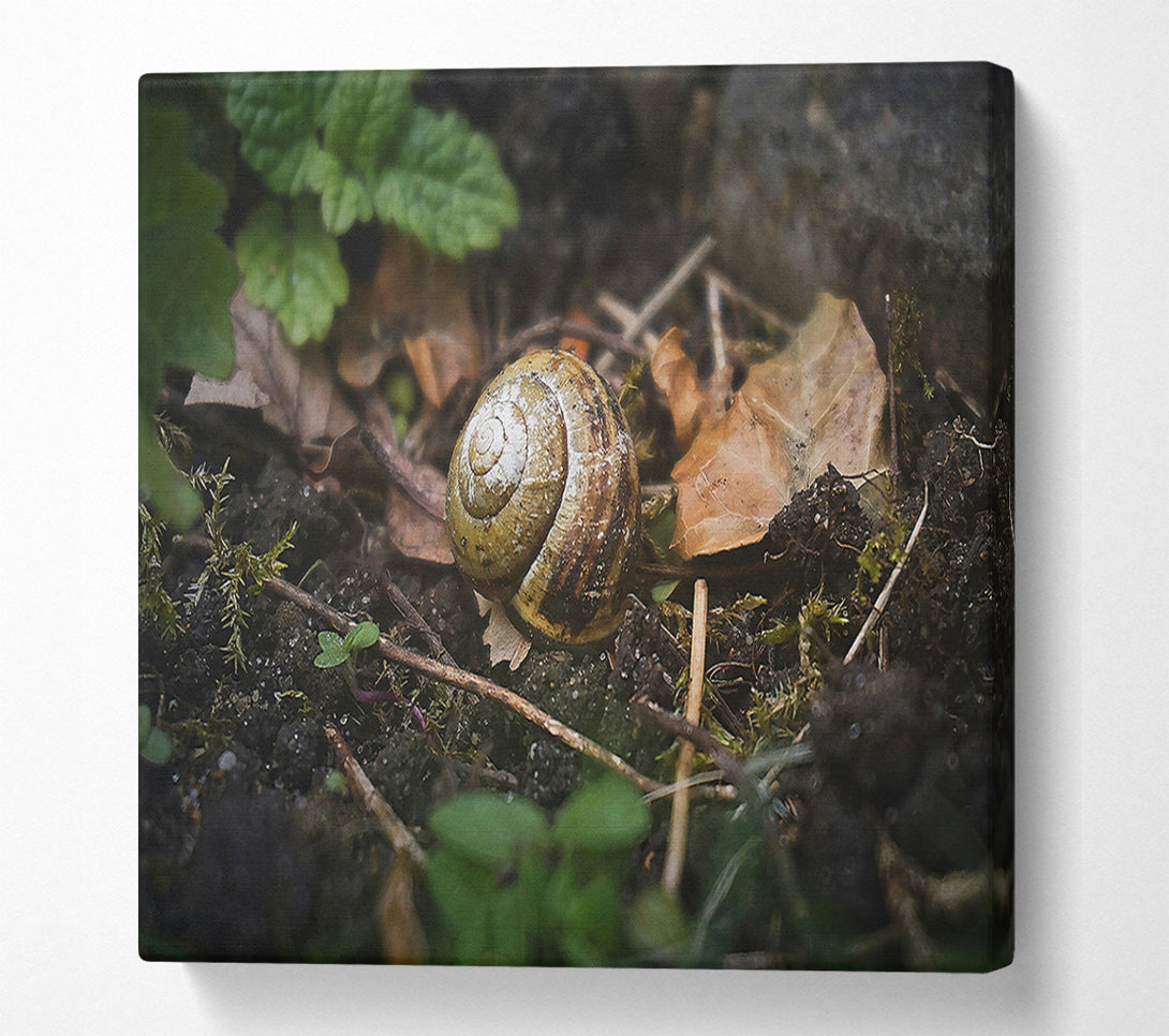  A Canvas Print of Brown Shell Retreat Canvas Art