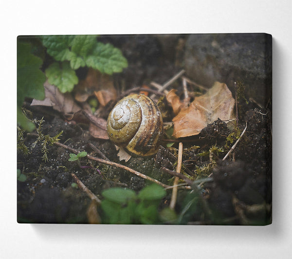  A Canvas Print of Brown Shell Retreat Canvas Art