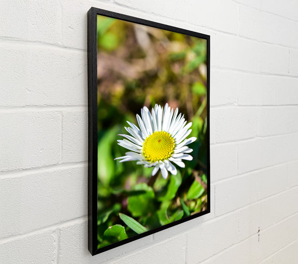 Yellow Centered White Daisy