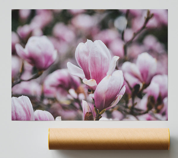Pink Magnolia Blooms Poster