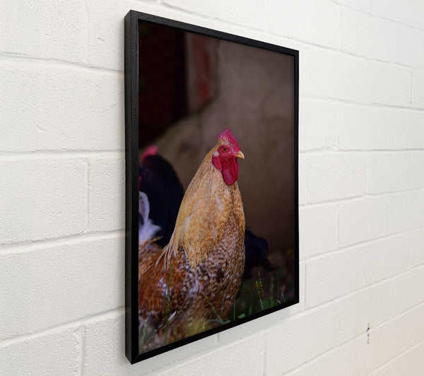 Golden Rooster Gaze