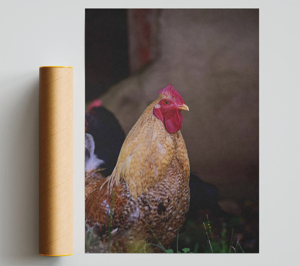 Golden Rooster Gaze Print