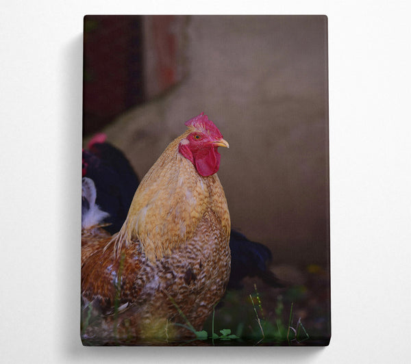 A Canvas Print of Golden Rooster Gaze Canvas Art