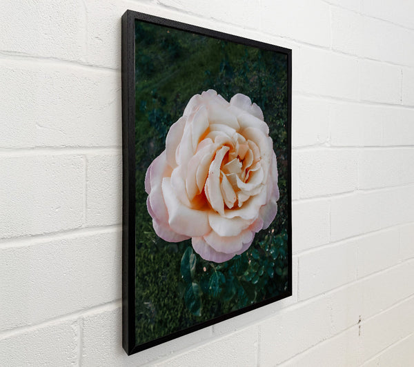 Pale Peach Bloom