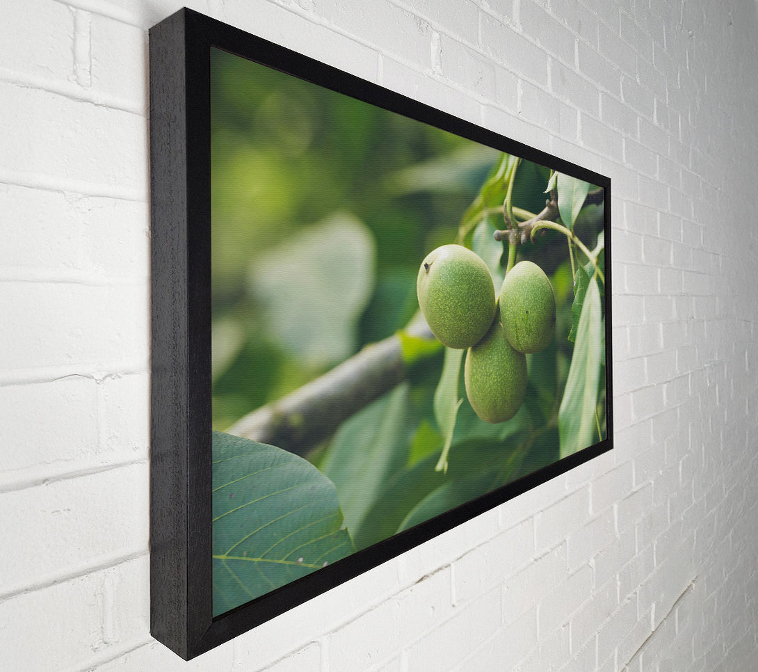  A Canvas Print of Green Walnut Trio Canvas Art