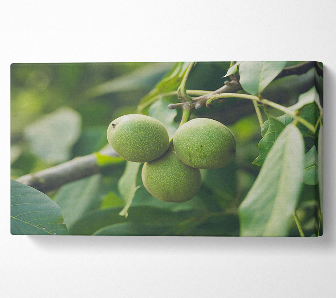  A Canvas Print of Green Walnut Trio Canvas Art