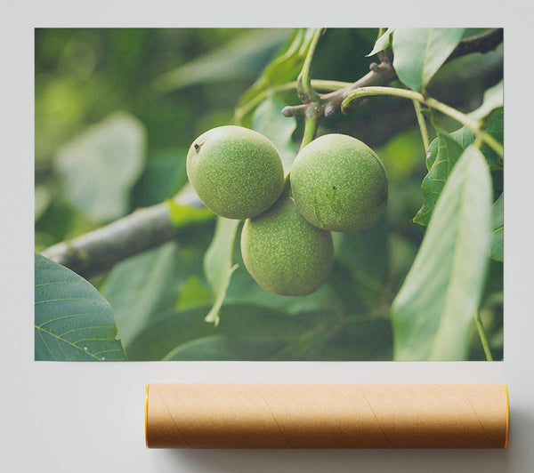 Green Walnut Trio Giclee Print