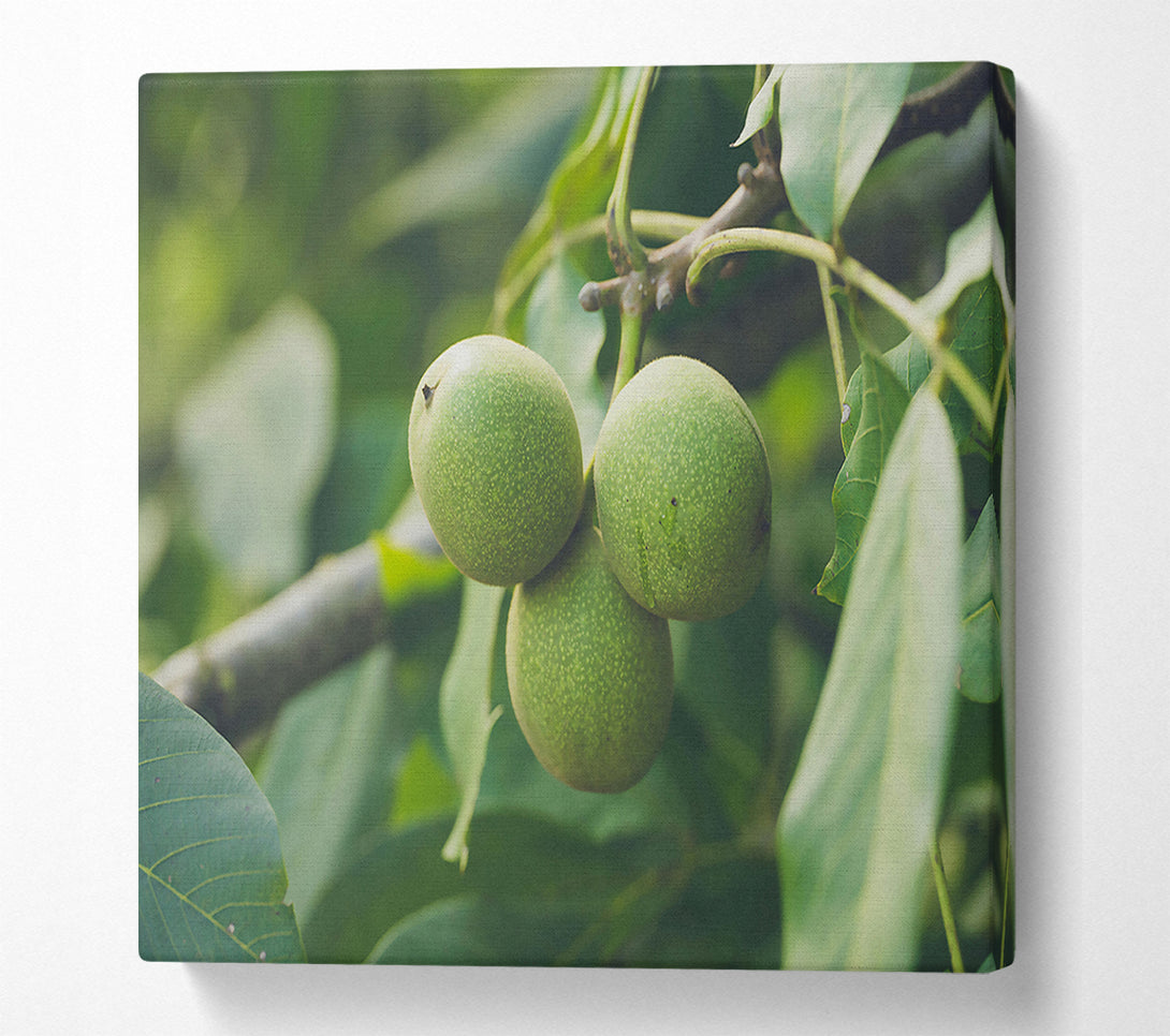  A Canvas Print of Green Walnut Trio Canvas Art