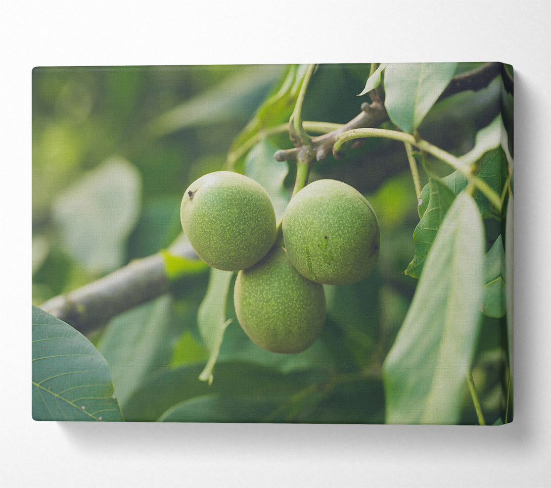  A Canvas Print of Green Walnut Trio Canvas Art