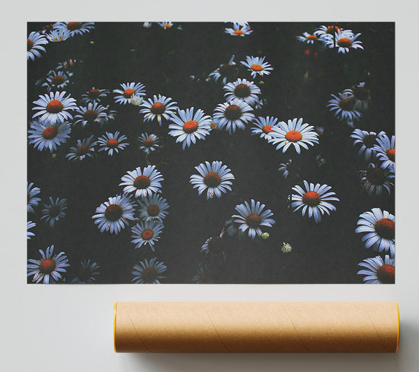 Orange Centered Daisies Giclee Print