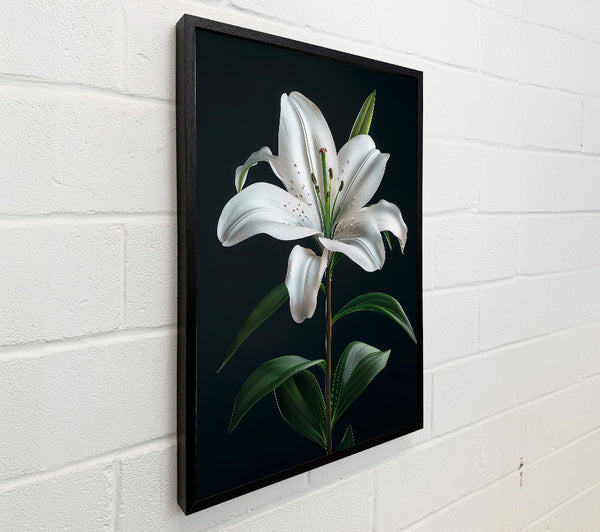 Beautiful White Lilly Opening
