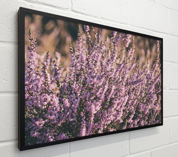 Lavender Fields Bloom